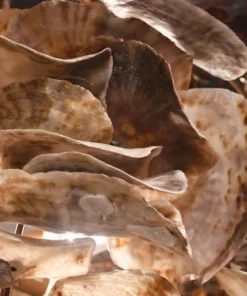 Made Goods Venus Chandelier Natural Saddle