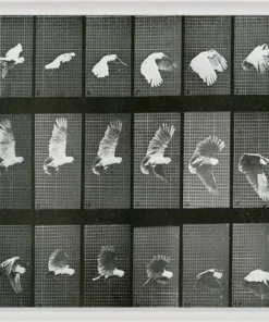 Natural Curiosities New Arrivals Animals In Motion Doves No. 1