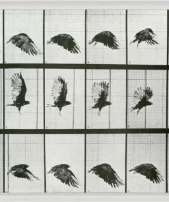 Natural Curiosities Animals In Motion Doves No. 2