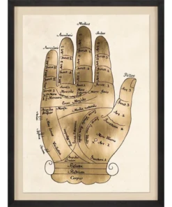 Natural Curiosities Gallicus Hands 2 Gold Leaf Framed Artwork New Arrivals