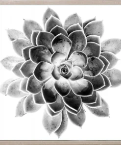 Natural Curiosities Black And White Succulent 2 Framed Artwork