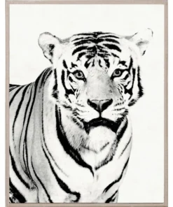 Natural Curiosities Tylinek Tiger Framed Artwork New Arrivals